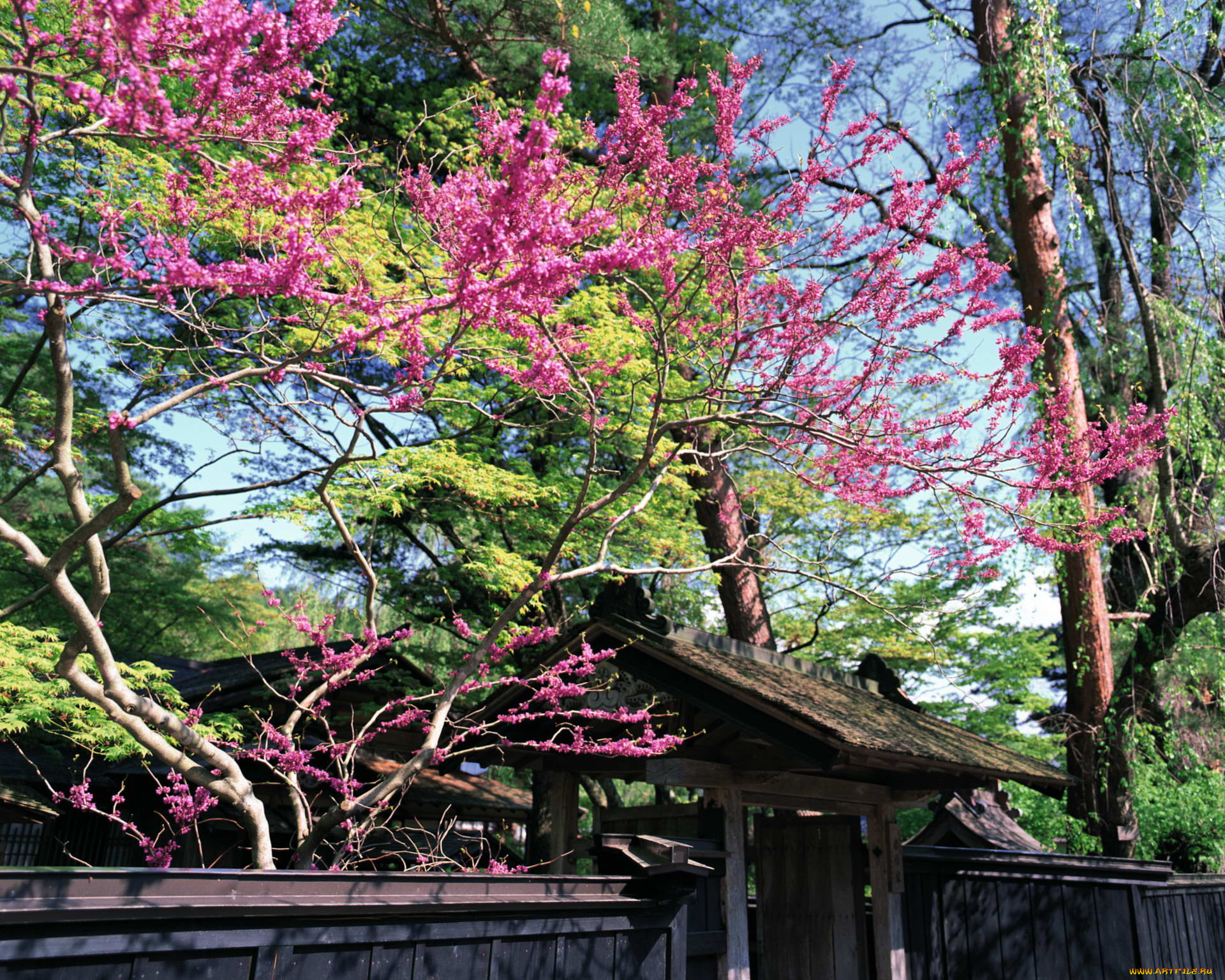 , , , , japan, , 